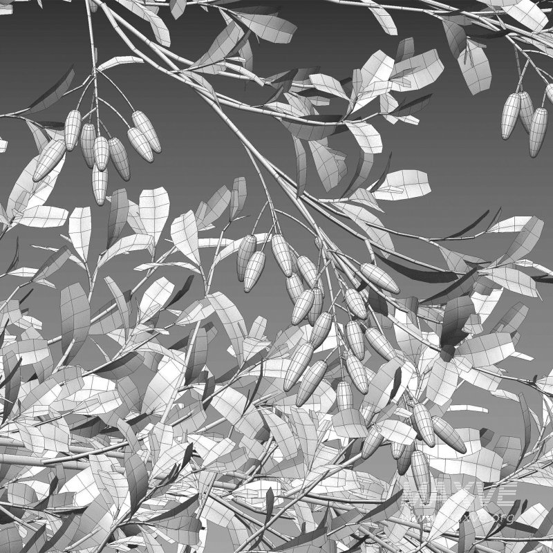 Berberis vulgaris – European barberry – Common barberry 02 - Image 7