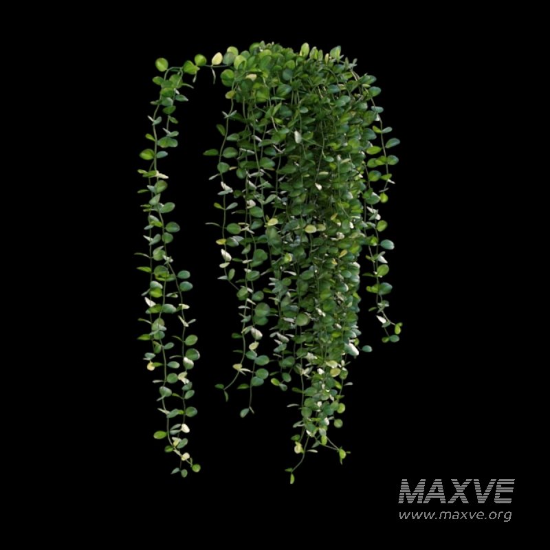 Dischidia Species – Rain of Coins - Image 4