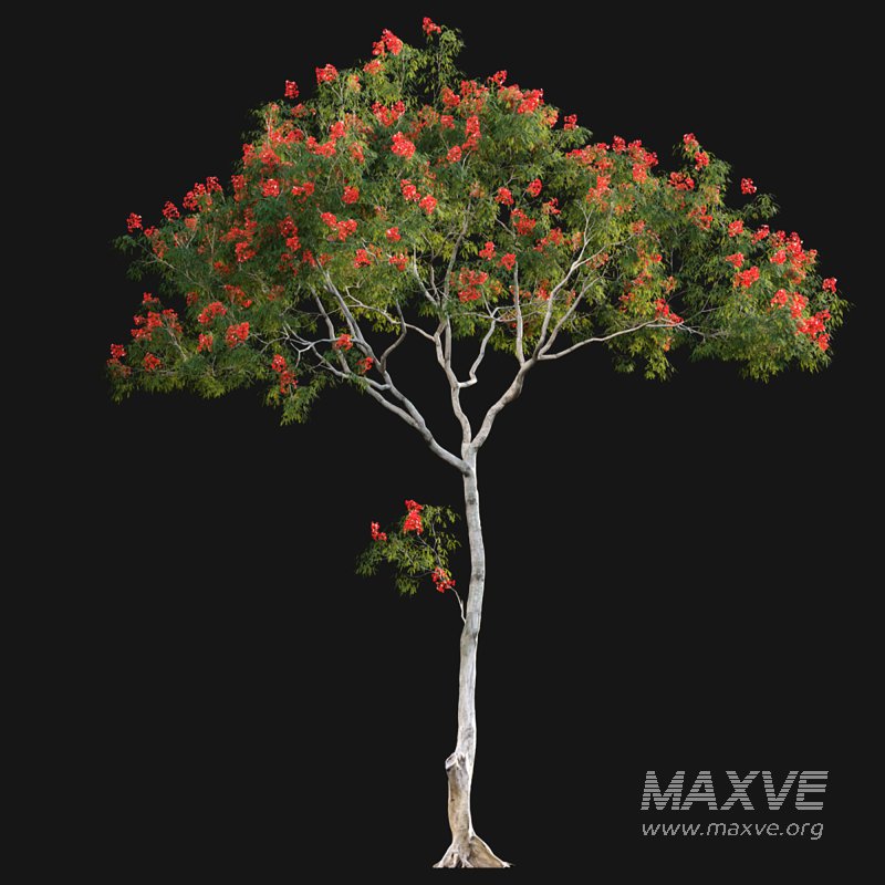 Dolonix regia – Royal Poinciana - Image 4