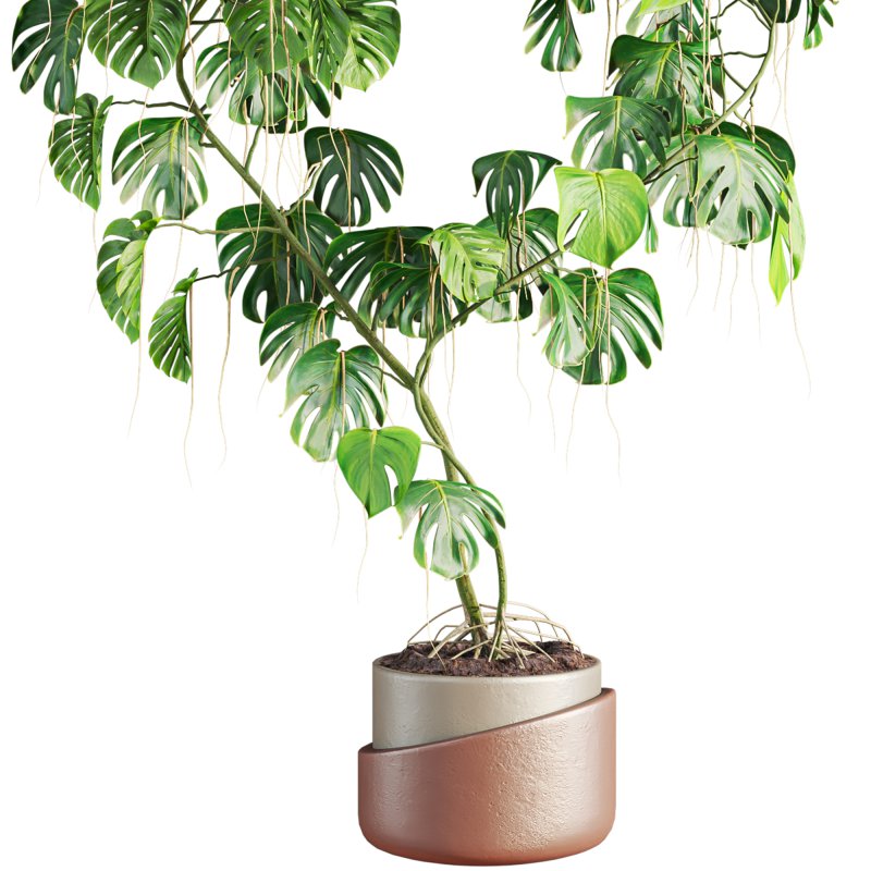 monstera plant - Image 2