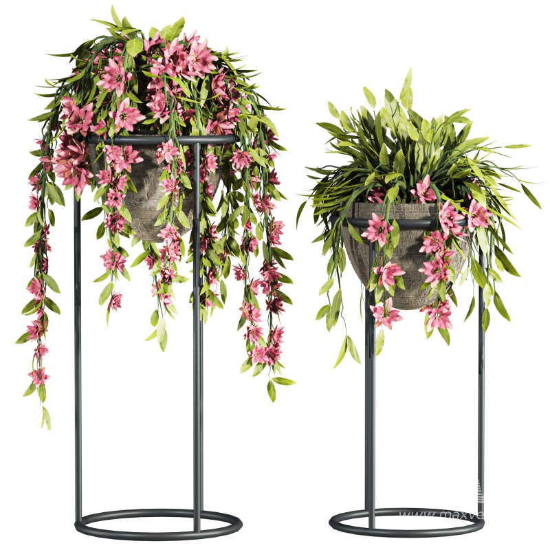 ivy plants - Image 1