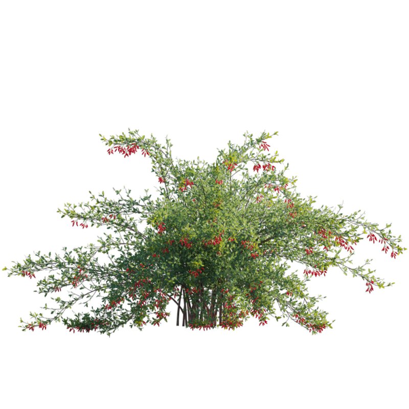 Berberis vulgaris – European barberry – Common barberry 04 - Image 2