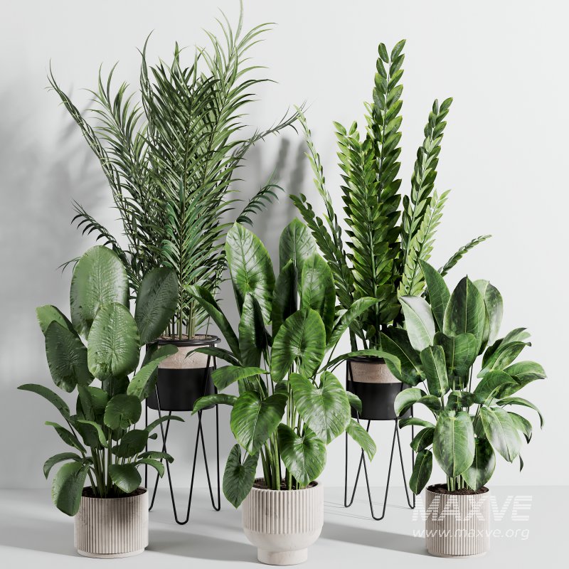 indoor plant 523 - Image 4