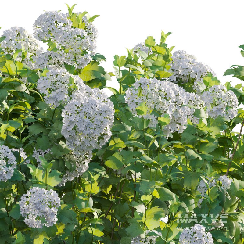 Viburnum opulus Roseum – European Cranberry bush 01 - Image 4