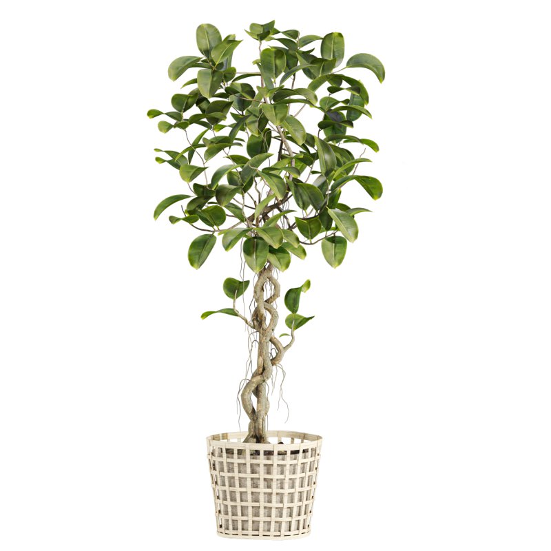 plants set - Image 5