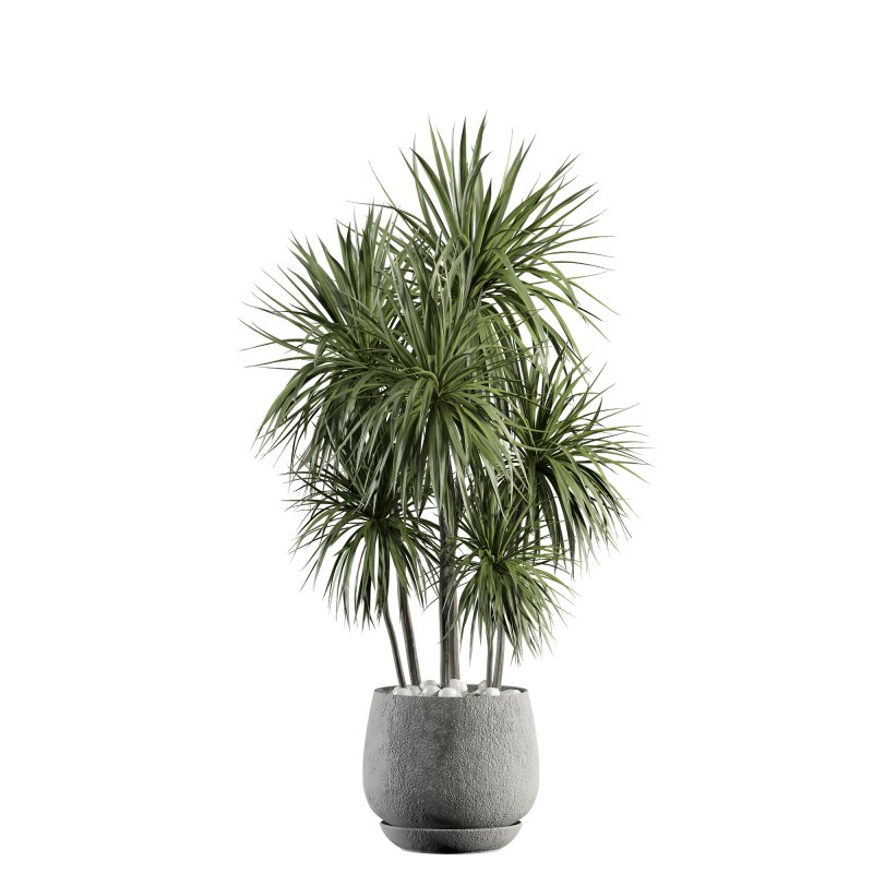 indoor plant 527 - Image 2