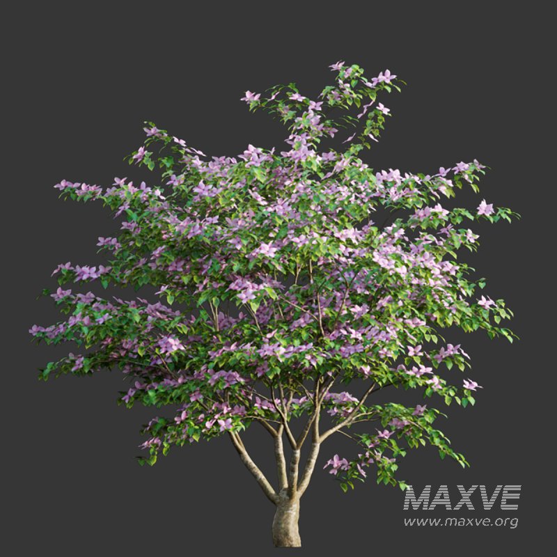 Cornus kousa -Chinese Dogwood – Kousa Dogwood - Image 2