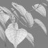 Epipremnum aureum – Money plant - Thumbnail 5
