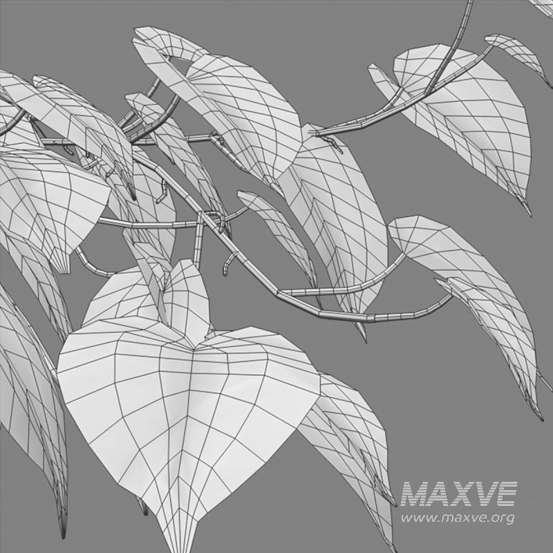 Epipremnum aureum – Money plant - Image 5