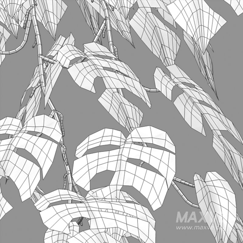 Rhaphidophora tetrasperma – Mini Monstera - Image 5