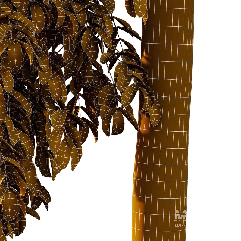 Parashorea Chinensis Tree 01 - Image 2