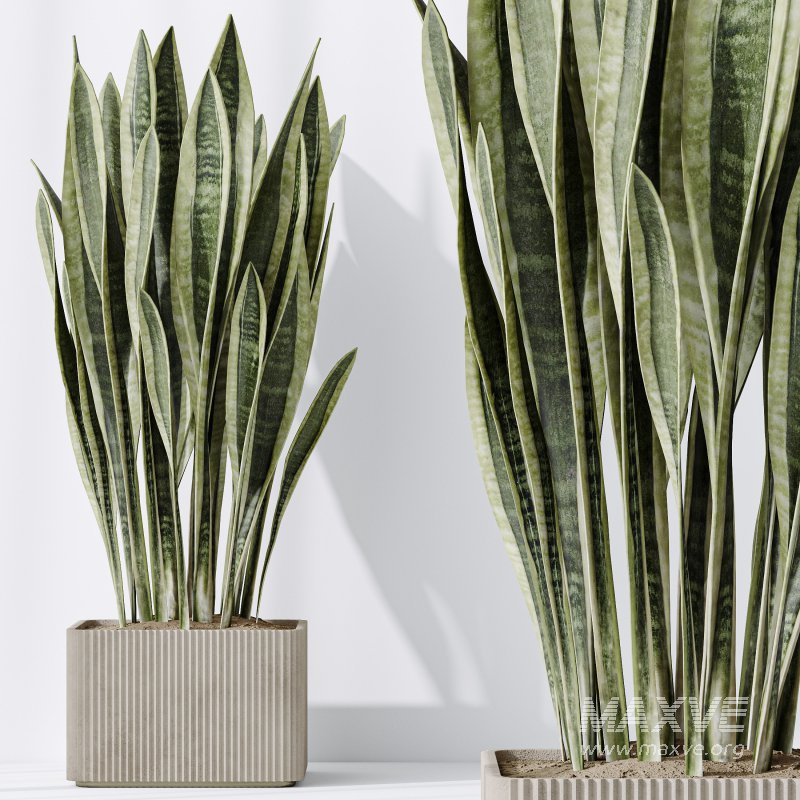 AV Indoor plants set 193 Mission Arbequina Olive and Lemon Lime Cane Dragon and Ficus African Fig and Green Sansevieria - Image 6