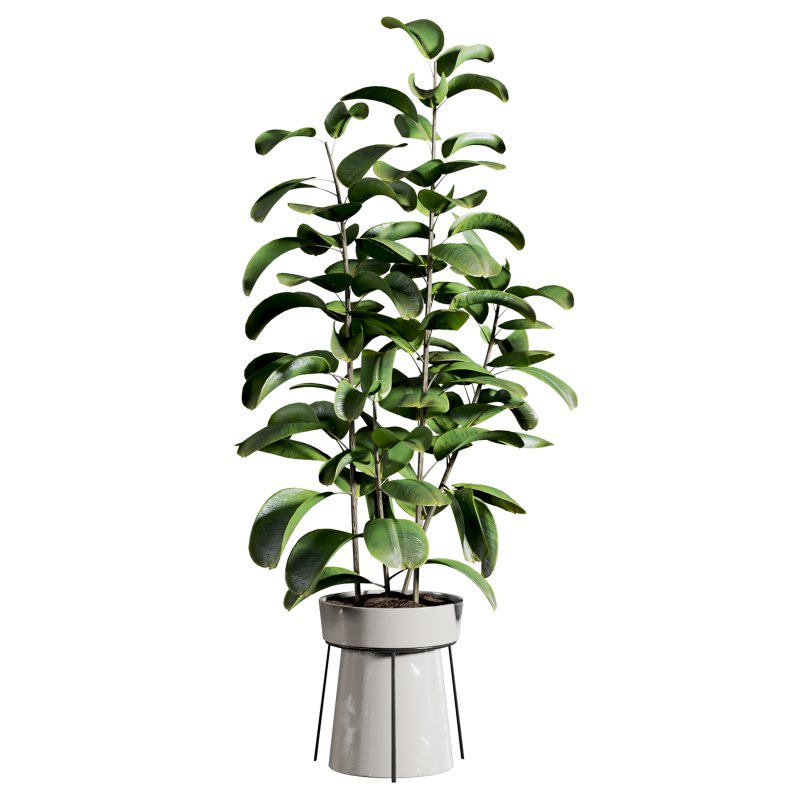 indoor plant 522 - Image 2