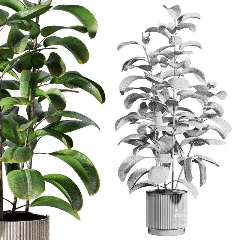 indoor plant 521 - Image 2