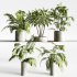 Indoor plants-plants in shelf set-172 - Thumbnail 5