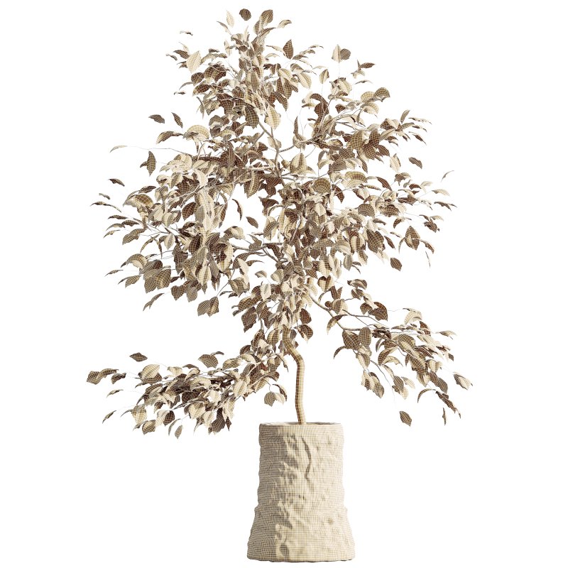 AV HousePlants Japandi Decorative Minimalism Ficus Dracaena Marginata 06 - Image 4
