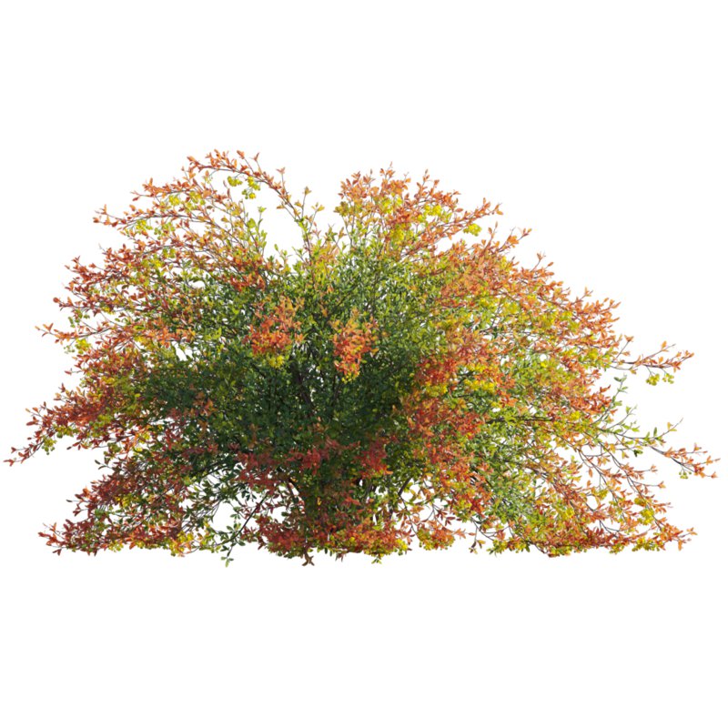 Berberis vulgaris – European barberry – Common barberry 01 - Image 2