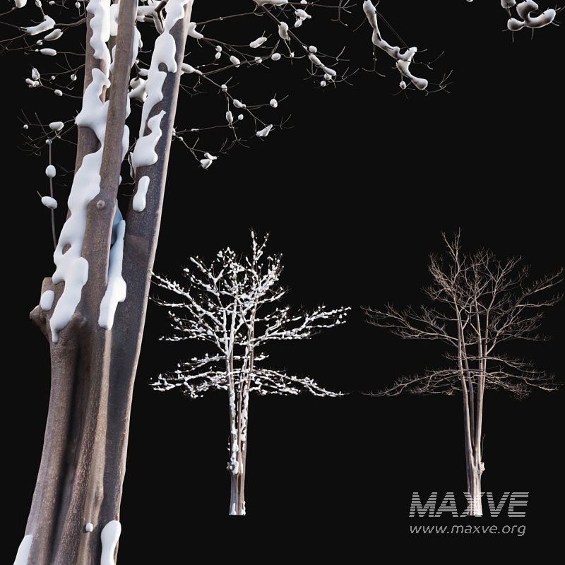 Alstonia scholaris – Snow - Image 2