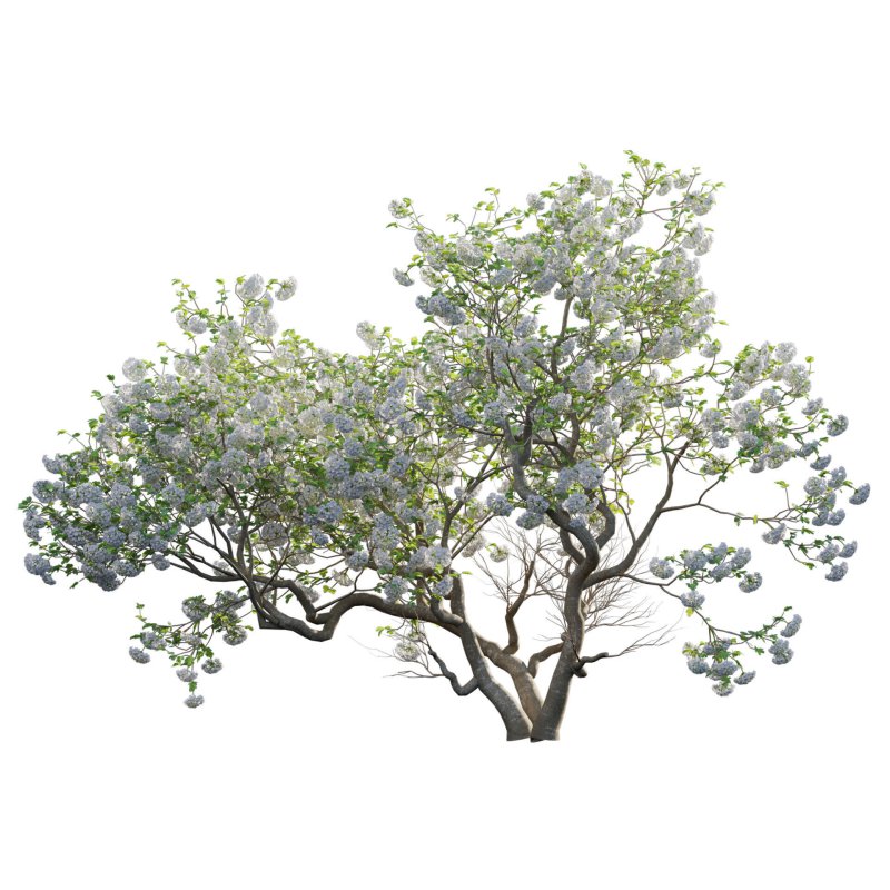 Viburnum opulus Roseum – European Cranberry bush 03 - Image 2