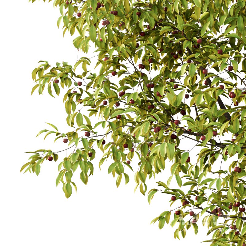 Prunus pseudocerasus Fruit Tree 01 - Image 5