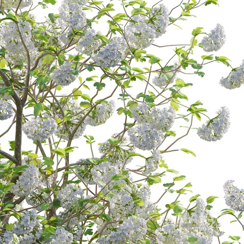 Viburnum opulus Roseum – European Cranberry bush 04 - Image 3