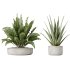 AV Indoor plants set 192 Mission Olive and Banana Strelitzia and Lily Domino and Aloe Vera - Thumbnail 2