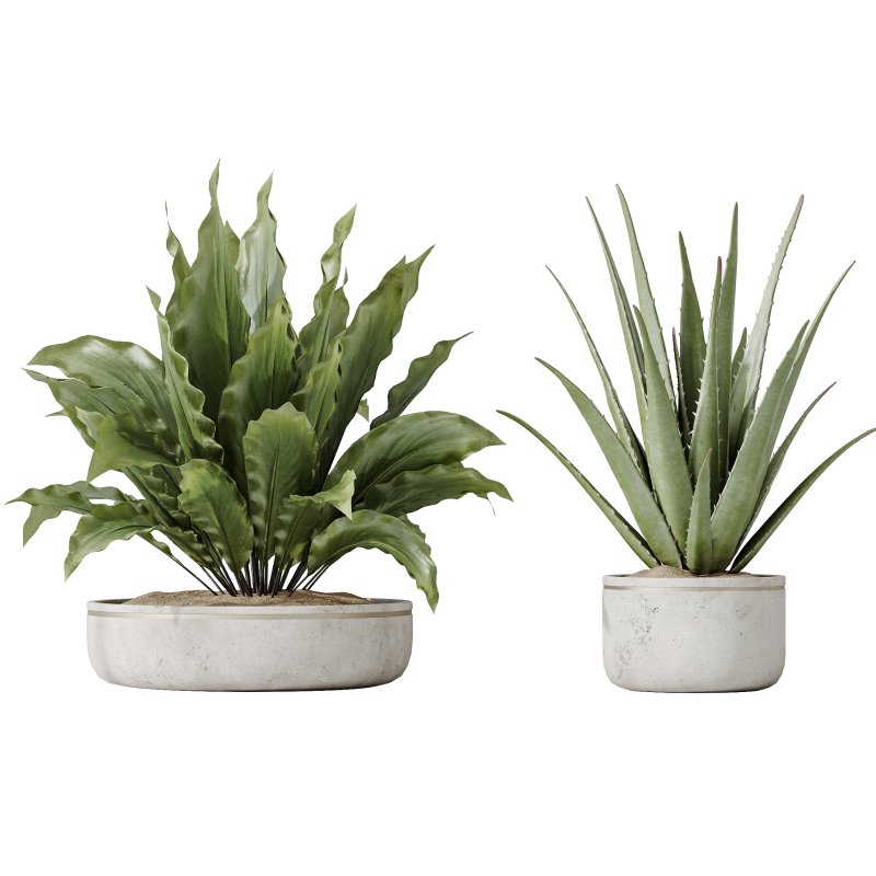 AV Indoor plants set 192 Mission Olive and Banana Strelitzia and Lily Domino and Aloe Vera - Image 2