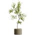 AV HousePlants Japandi Decorative Minimalism Ficus Dracaena Marginata 06 - Thumbnail 1