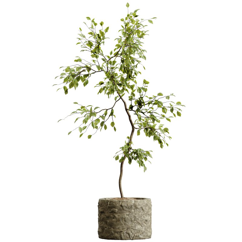 AV HousePlants Japandi Decorative Minimalism Ficus Dracaena Marginata 06 - Image 1