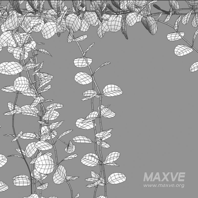 Dischidia Species – Rain of Coins - Image 6