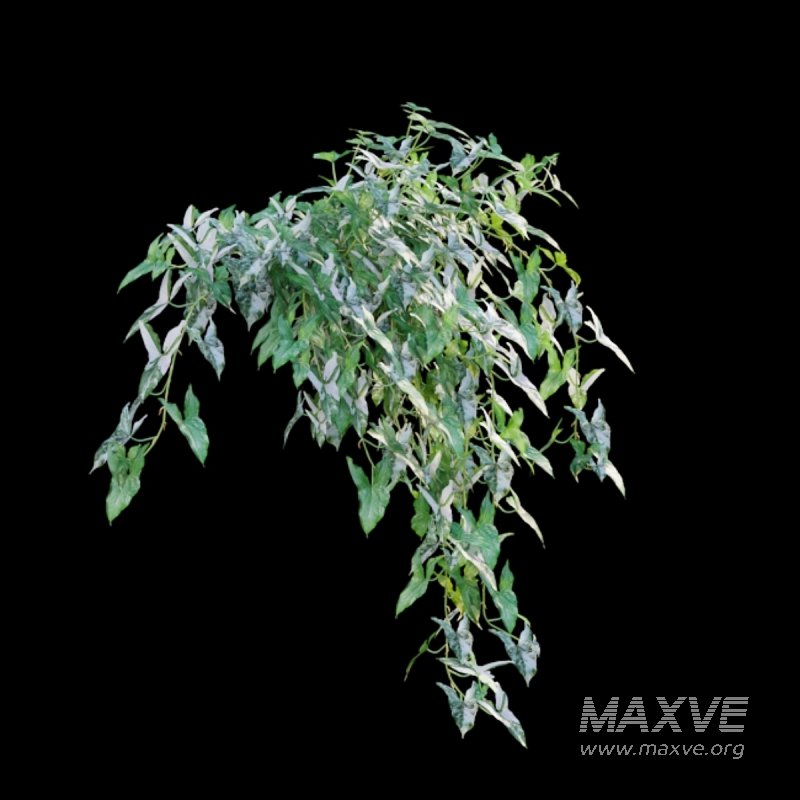 Syngonium Podophyllum - Image 4