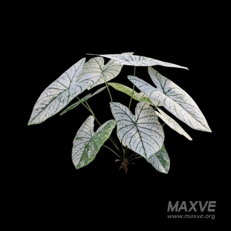 Caladium White Christmas – Angel Wings - Image 3