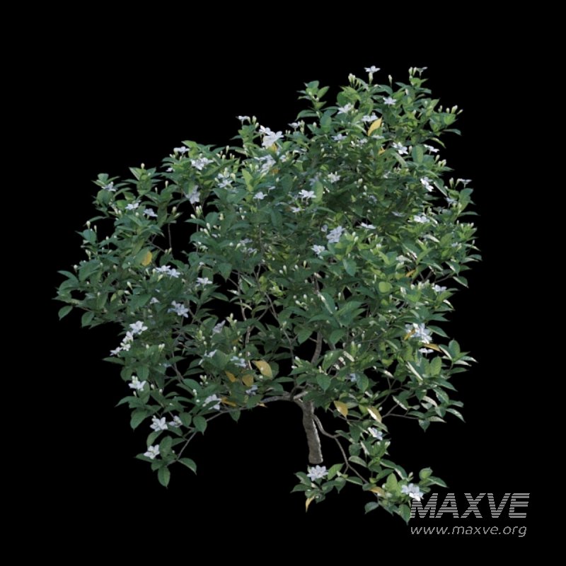 Gardenia augusta – Houttuynia – Gardenia jasminoide – 02 - Image 6