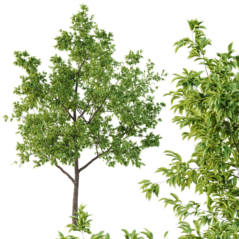 Diospyros Kaki Tree 01 - Image 4