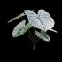 Caladium White Christmas – Angel Wings - Thumbnail 2