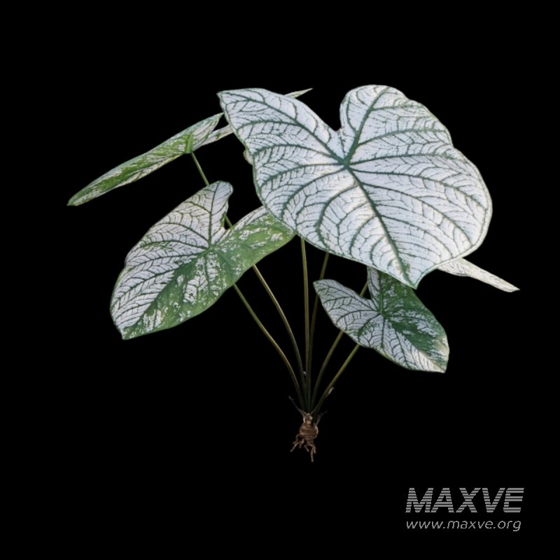 Caladium White Christmas – Angel Wings - Image 2