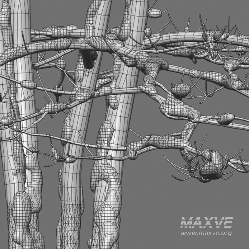 Alstonia scholaris – Snow - Image 6