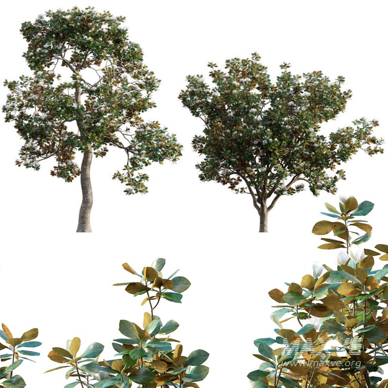 Magnolia grandiflora 02 - Image 1