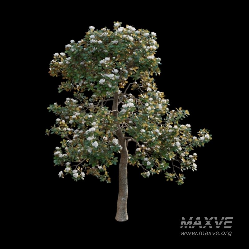 Magnolia grandiflora 02 - Image 4