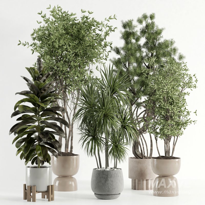 indoor plant 527 - Image 4