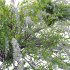 Spiraea Grefsheim – Garland Spiraea 02 - Thumbnail 5