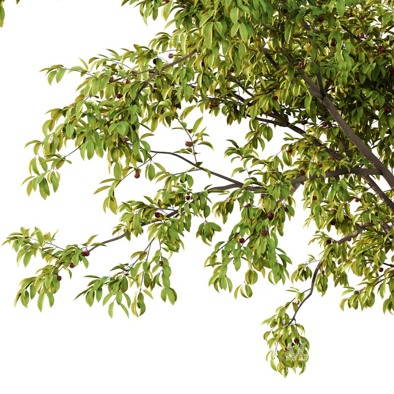 ntal tree for its tendency to bloom, flowers before leaves, earlier than the Japanese cherry Prunus serrulata. A tetraploid with 2n=32 chromosomes, it is used as rootstock for other flowering cherries. It is the parent of a number of hybrid cultivars. It is resistant to the fungal disease cherry leaf spot. P. pseudocerasus is near extinction in the wild due anthropogenic activities. - Image 4