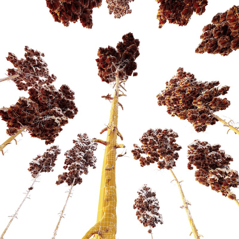 AV Plants Pinus Engelmannii Winter Snow - Image 4