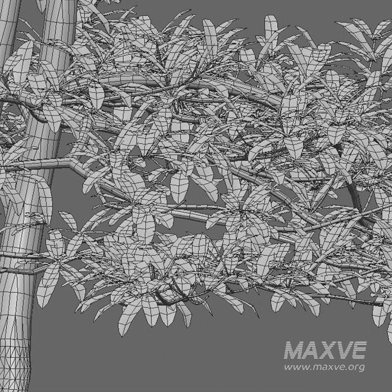 Alstonia scholaris – Milkwood 02 - Image 5