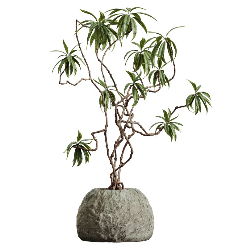 AV HousePlants Japandi Decorative Minimalism Ficus Dracaena Marginata03 - Image 1