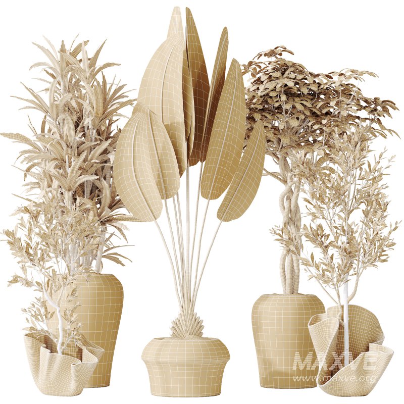 AV Indoor plants set 194 Lemon Lime Cane Dragon and Schefflera Arboricola Umbrella and Bird Of ParadiseBird and Mission Olive Tree - Image 9