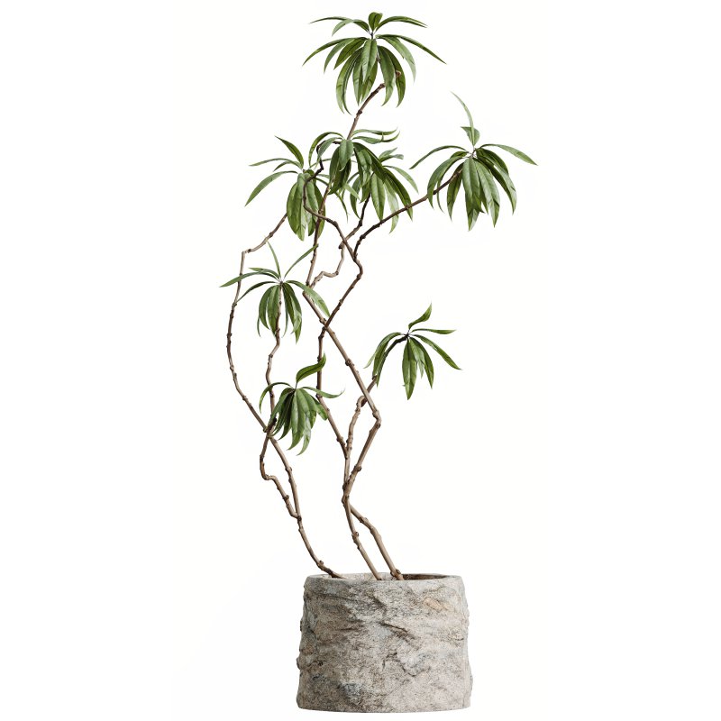 AV HousePlants Japandi Decorative Minimalism Ficus Dracaena Marginata - Image 1