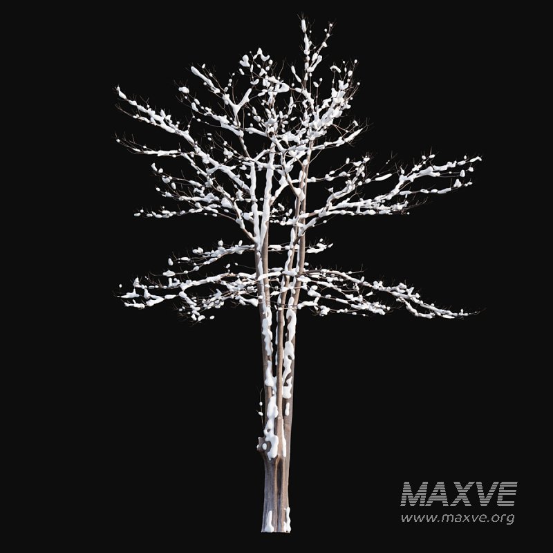 Alstonia scholaris – Snow - Image 3