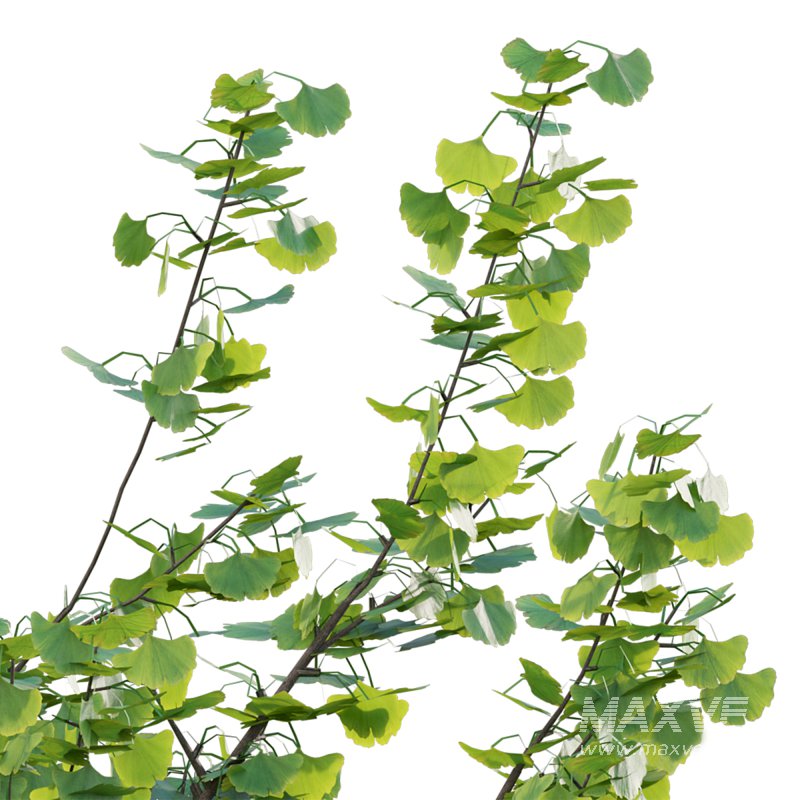 Ginkgo biloba - Image 2