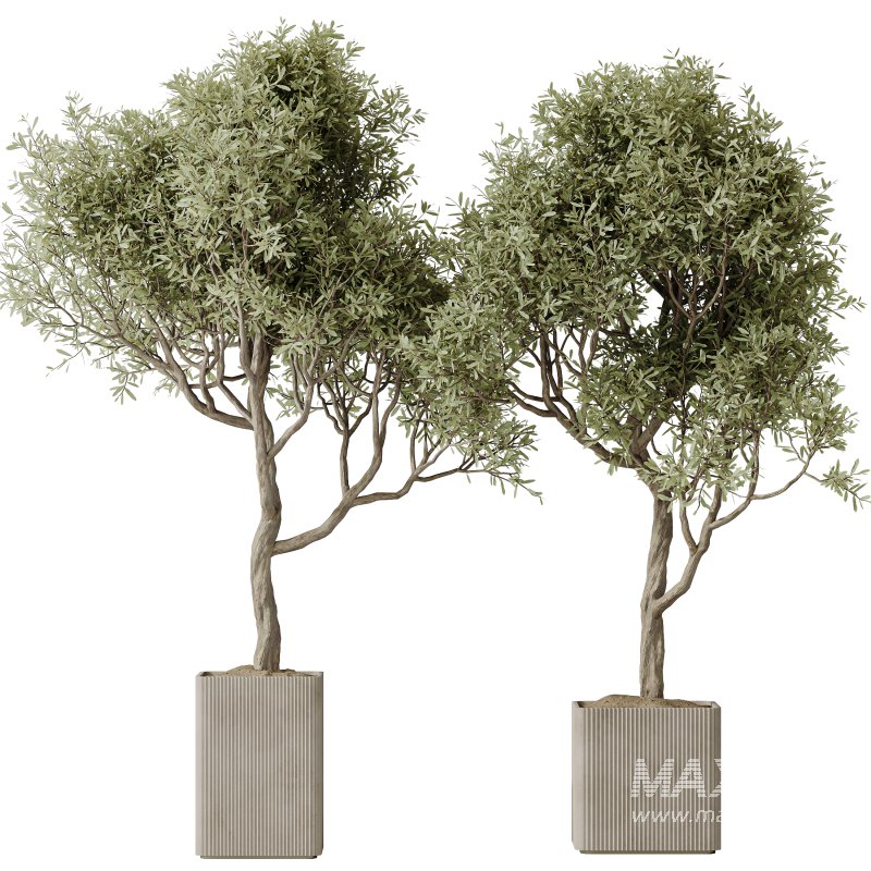 AV Indoor plants set 193 Mission Arbequina Olive and Lemon Lime Cane Dragon and Ficus African Fig and Green Sansevieria - Image 1